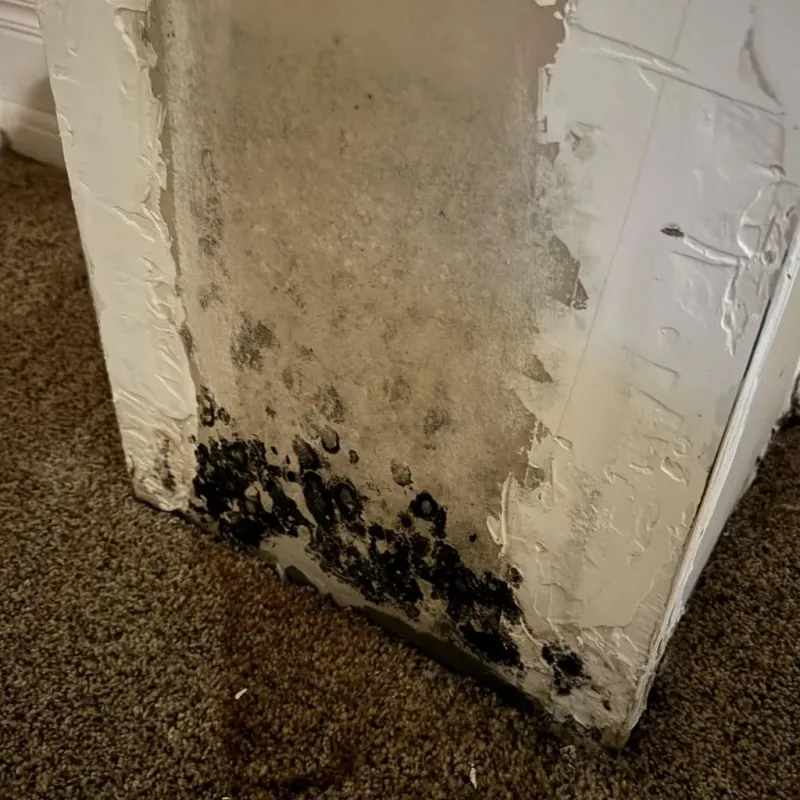 Professional Mold Removal in Bladen County, NC